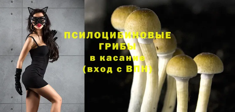 дарнет шоп  Энем  МЕГА как войти  Псилоцибиновые грибы MAGIC MUSHROOMS 